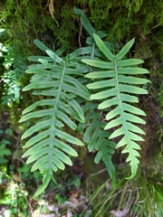 Polypodiodes amoena
