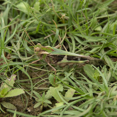 Oedaleus infernalis
