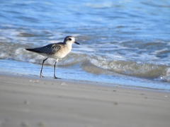 Pluvialis squatarola