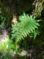Polypodiodes amoena