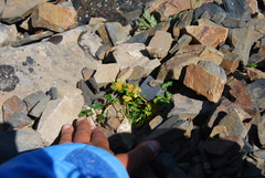 Chrysosplenium wrightii