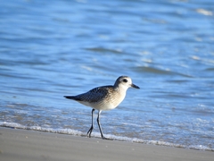 Pluvialis squatarola