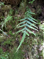 Polypodiastrum mengtzeense