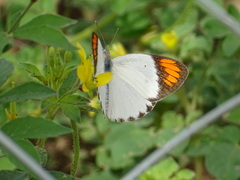 Colotis euippe euippe