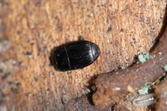 Platysoma leconti