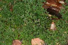 Selaginella australiensis