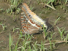 Charaxes epijasius