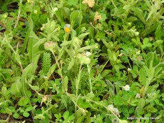 Helianthemum ledifolium