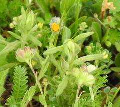 Helianthemum ledifolium
