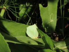 Gonepteryx cleopatra
