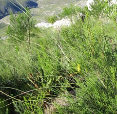Bobartia macrospatha