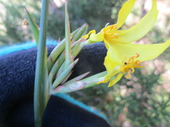 Bobartia macrospatha