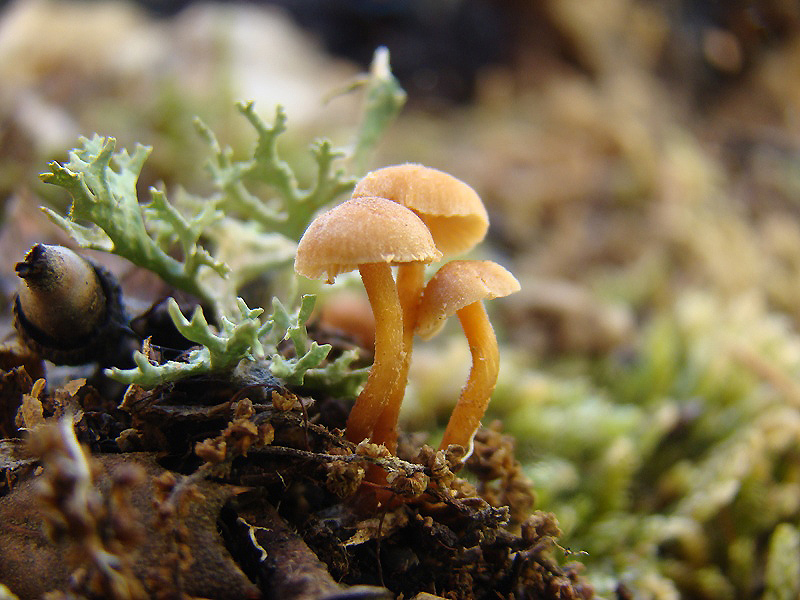 Phaeomarasmius microspilus