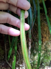 Haplopteris taeniophylla