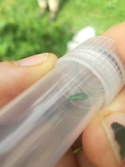 Phyllobius arborator