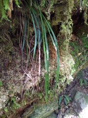 Haplopteris taeniophylla