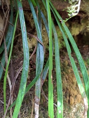Haplopteris taeniophylla