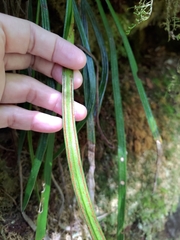 Haplopteris taeniophylla
