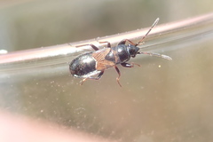 Macrodema microptera