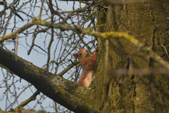 Sciurus vulgaris