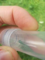 Phyllobius arborator