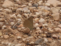 Polyommatus ripartii