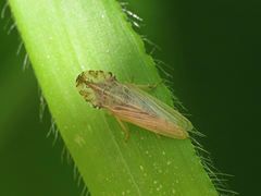 Eupelix cuspidata