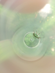 Phyllobius arborator