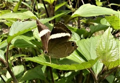 Abisara fylla