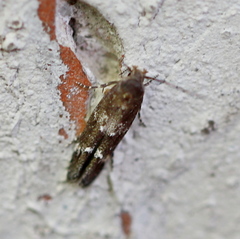 Mompha subbistrigella