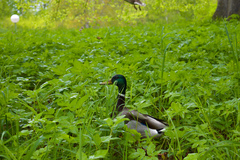 Anas platyrhynchos