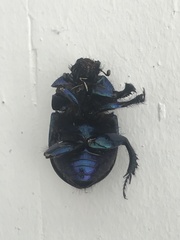Geotrupes stercorarius