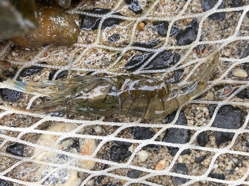 Rockpool Prawn, Schiermonnikoog National Park, Schiermonnikoog, Fryslân, NL, photo 6 of 10