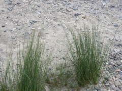 Juncus balticus littoralis