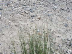 Juncus balticus littoralis