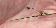 Juncus balticus littoralis