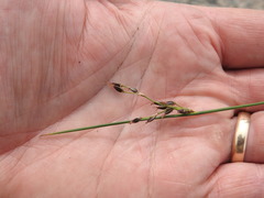 Juncus balticus littoralis