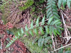 Athyrium reflexipinnum