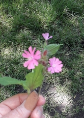 Silene dioica