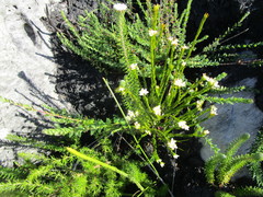 Lachnaea diosmoides