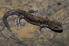 Plethodon petraeus