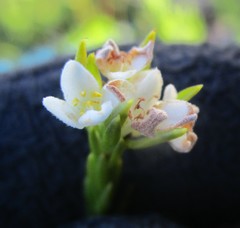 Lachnaea diosmoides