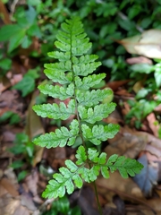 Athyrium nigripes