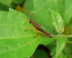 Acrididae