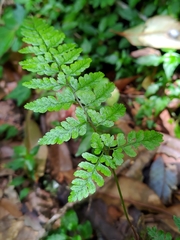 Athyrium nigripes