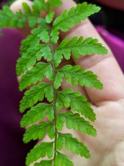 Athyrium nigripes