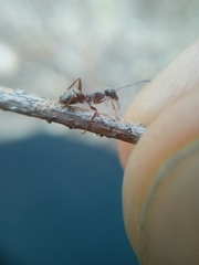 Formica cinerea