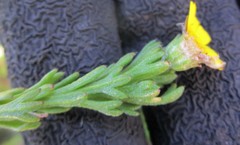 Ursinia trifida