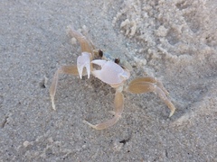 Ocypode convexa