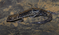 Plethodon petraeus